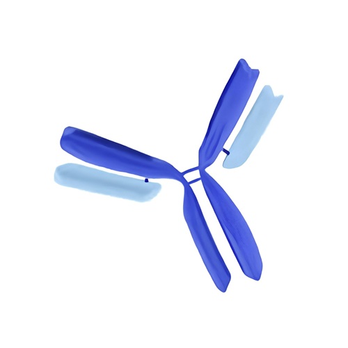 Anti-Human IgG-Fc Fragment