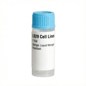 L929 Cell Lines Mouse 1 Vial 1